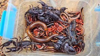 I Don't Scare Catching All These Venomous Scorpions And Ground Insects 