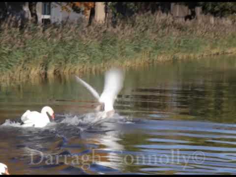 Large Swan attacks and attempts to drown Young Swan