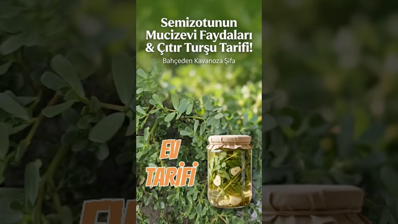 Çıtır Çıtır Yabani Semizotu Turşusu Tarifi! 🌿🍋 #shorts #turşutarifi
