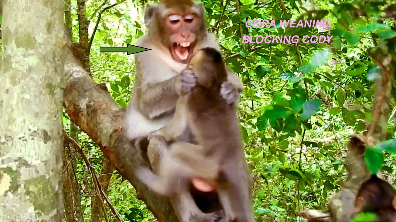 Ouch! Young Mom Cora Weaning Baby Cody,But Cody Crying Loudly On Tree, Going Up & Down