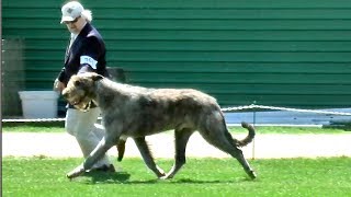 Irish Wolfhound Dog Show Specialty