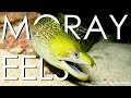 Moray Eels in Hawaii  |  HD Ocean Documentary | Oceanic Patrol