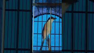 Download Lagu Langsung Respon MP3