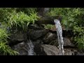 Springwaterclearcrystalwatersavespringsshorts