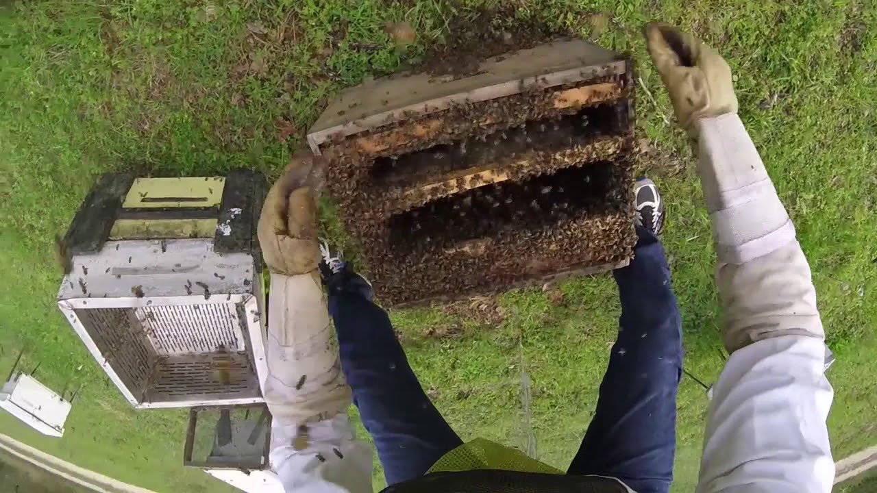 Collecting Drift Bees and Unstopping Queen Nucs Part 3 YouTube