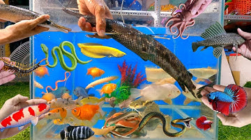 Tổng hợp các video cá cảnh đẹp, cá sấu hỏa tiễn, cá rồng abino, cá la hán, rắn