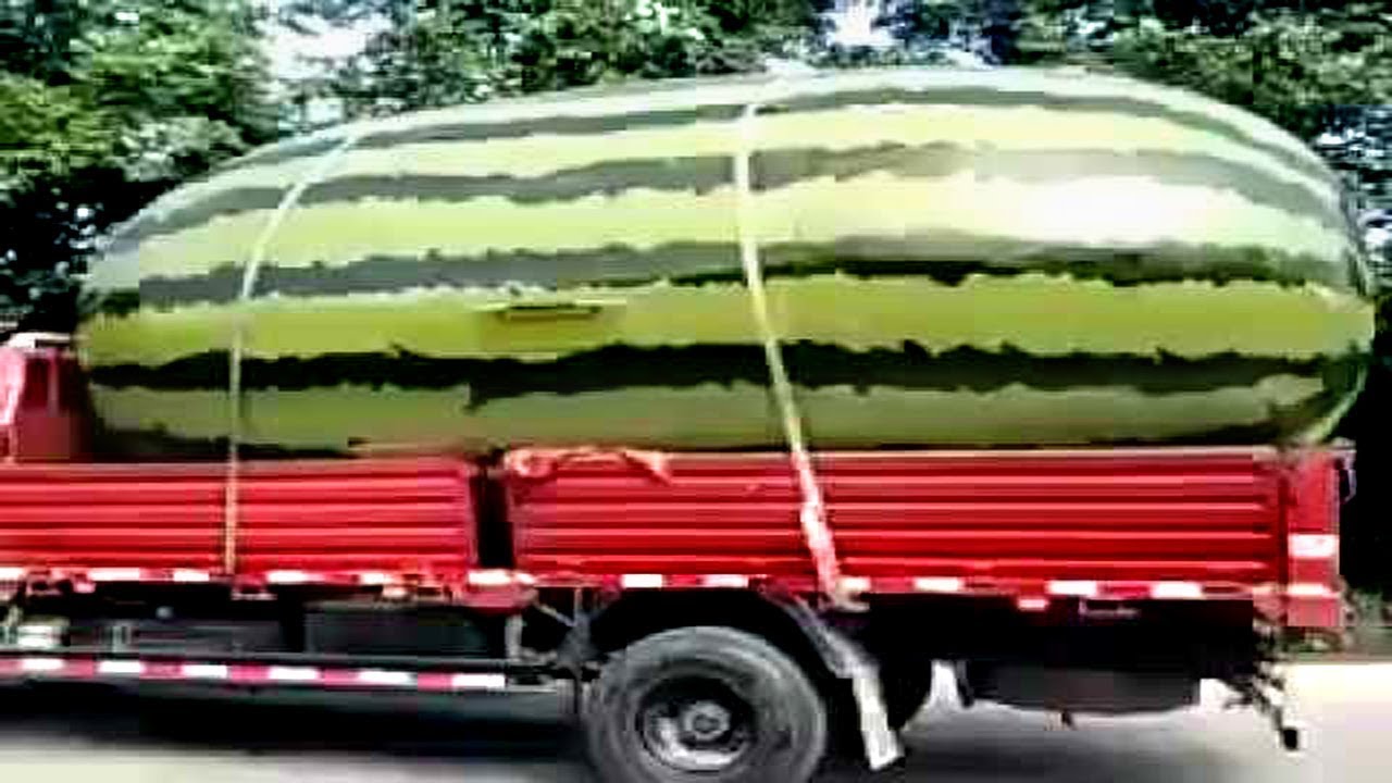 Top Biggest Fruits and Vegetables ever recorded around the world