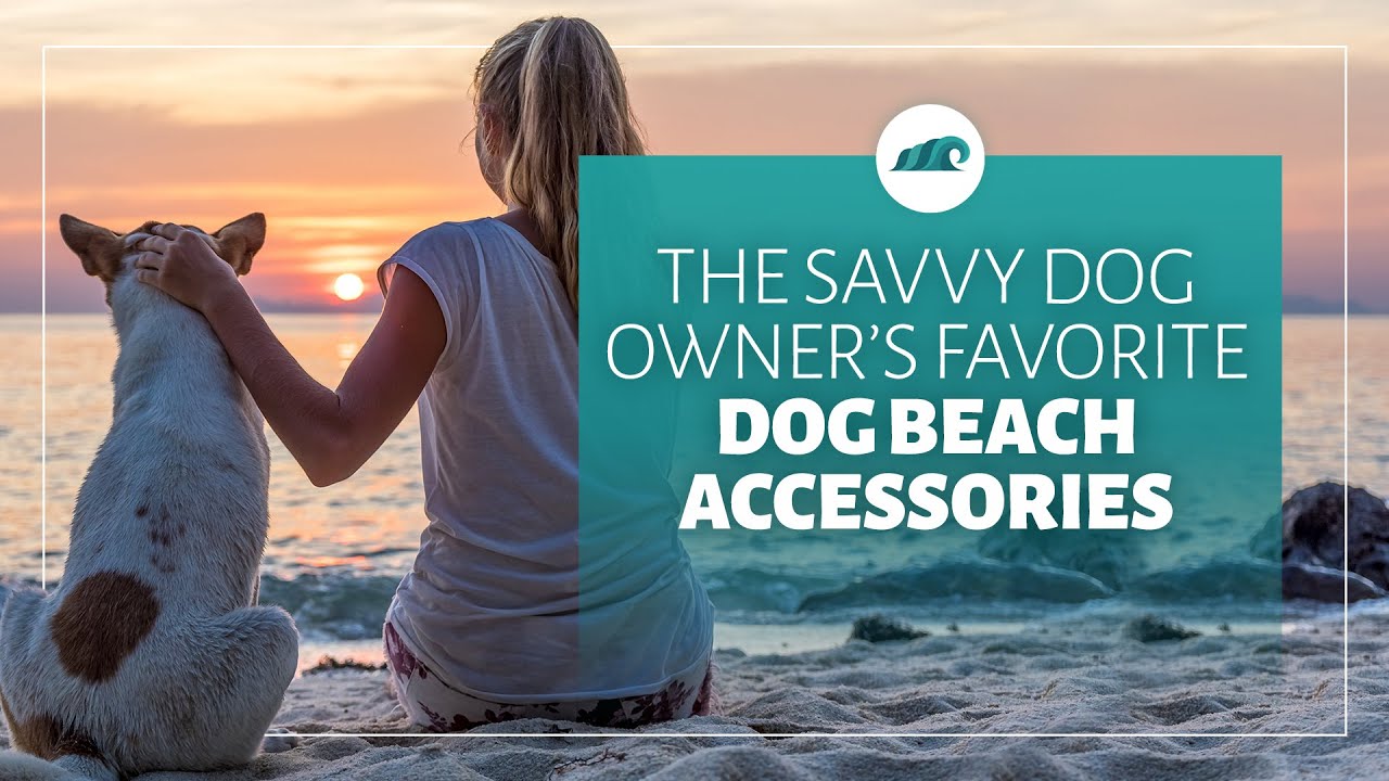 The Savvy Dog Owners Favorite Dog Beach Accessories YouTube