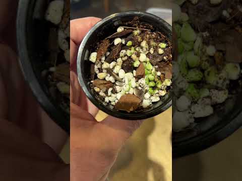 درنات الوكاسيا 