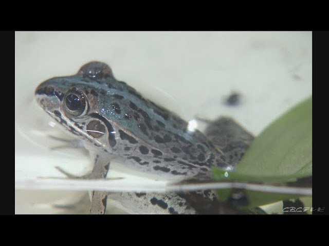 緑色でなく青色！ 珍しいトノサマガエルを水族館で公開中 三重・鳥羽市