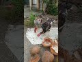 5x một con anh em ai kết alô nhé
