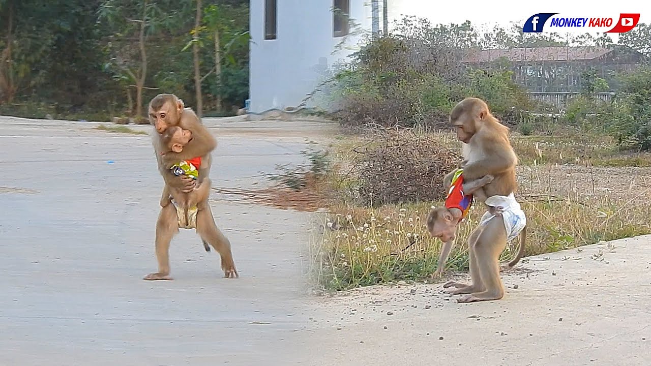 Best Brother Kako | Adorable Kako Carrying And Take Care Tiny Baby Olly Play Outside