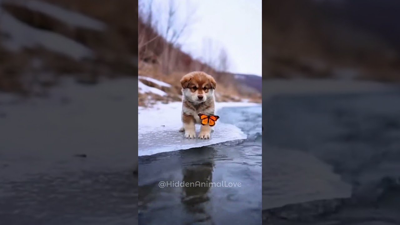 A touching tale of a wolf mother,her pup, and the hunter who saved the pup from an icy river🥰