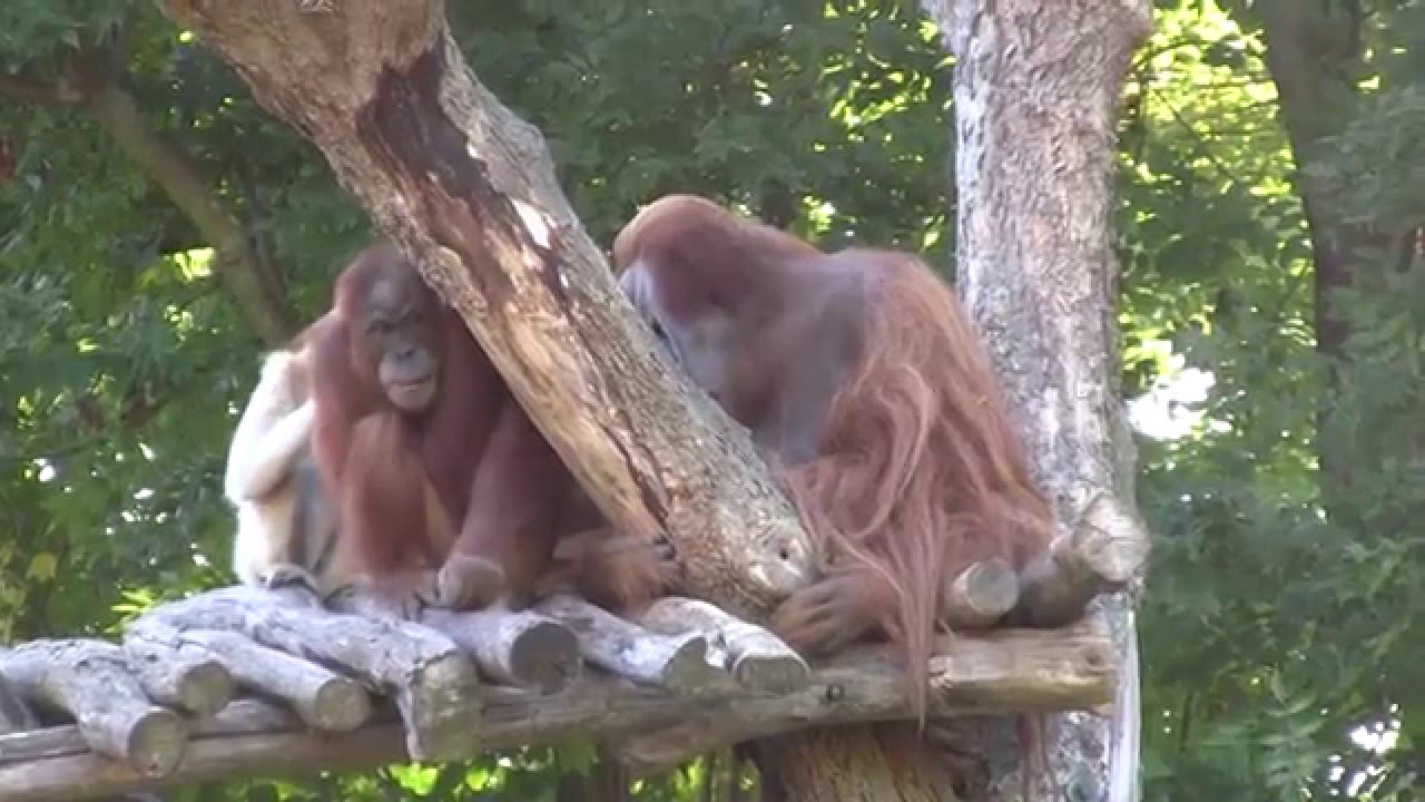 Zoo Leipzig - orang utans - Bimbo mit Raja und der verstorbenen Gibbondame Mimi