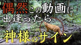 【伏見稲荷山遠隔参拝】京都最強金運パワースポットの恩恵※怖いくらい臨時収入※金運 開運  パワースポットひとり旅#117