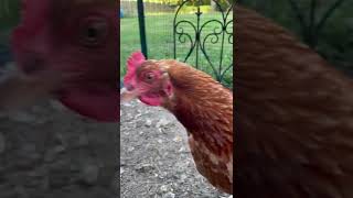 Chicken Close-ups