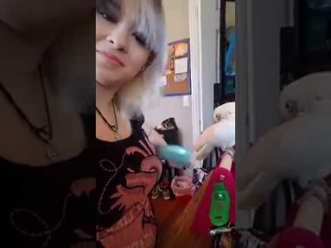 silly birds central coast Bird Copies Owner Brushing Hair