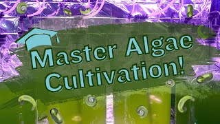 Algae Growing Made Easy: Step-by-Step Tutorial
