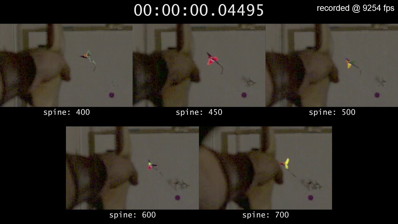 Archery – Arrow flight (slow motion)