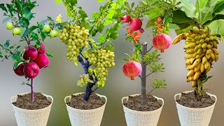 How To Grow Banana Tree From Banana Pomegranate From Pomegranate Grape From Grape and Apple Trees