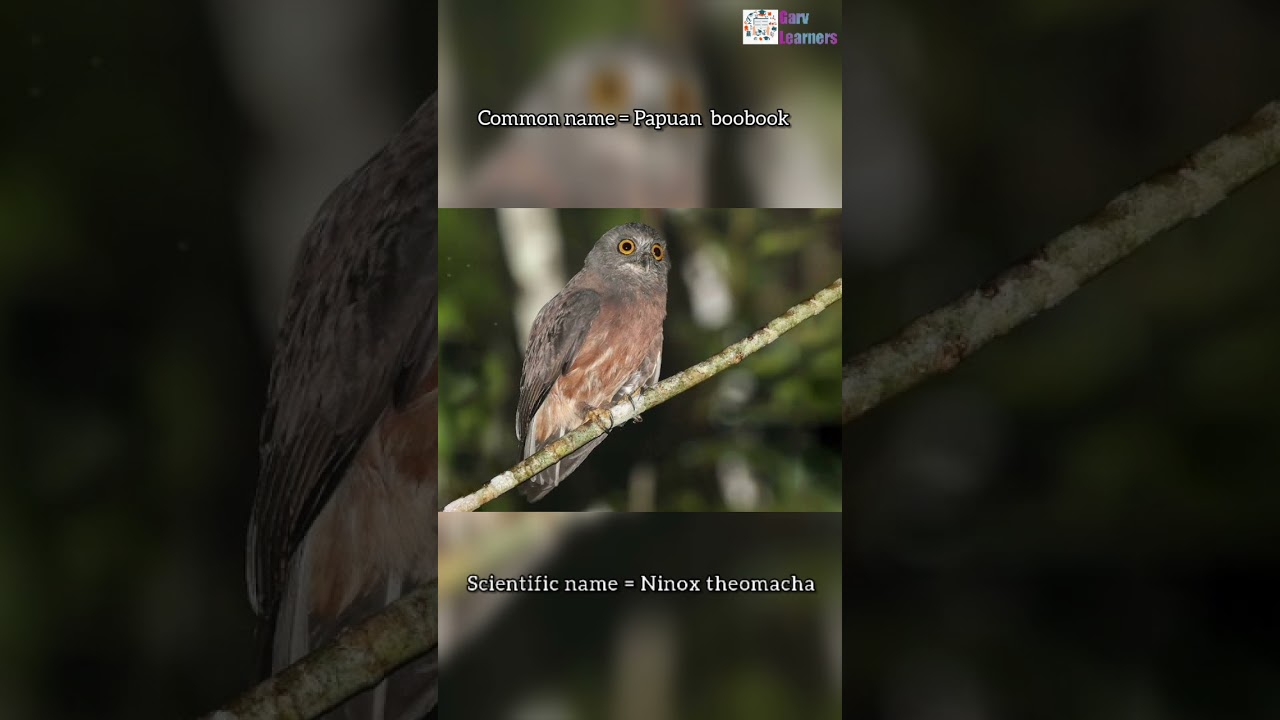 Scientific name of Papuan boobook
