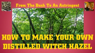 How To Make Your Own Witch Hazel