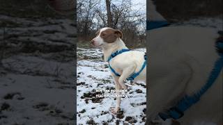 Скільки ще чекати? Джанго мріє про сім’ю