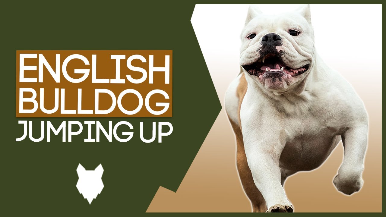 PUPPY TRAINING! Stop Your ENGLISH BULLDOG Jumping Up