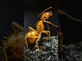 Who’s REALLY Stronger? 🐜💪 #viral #facts #animalfacts #nature #youtubeshorts