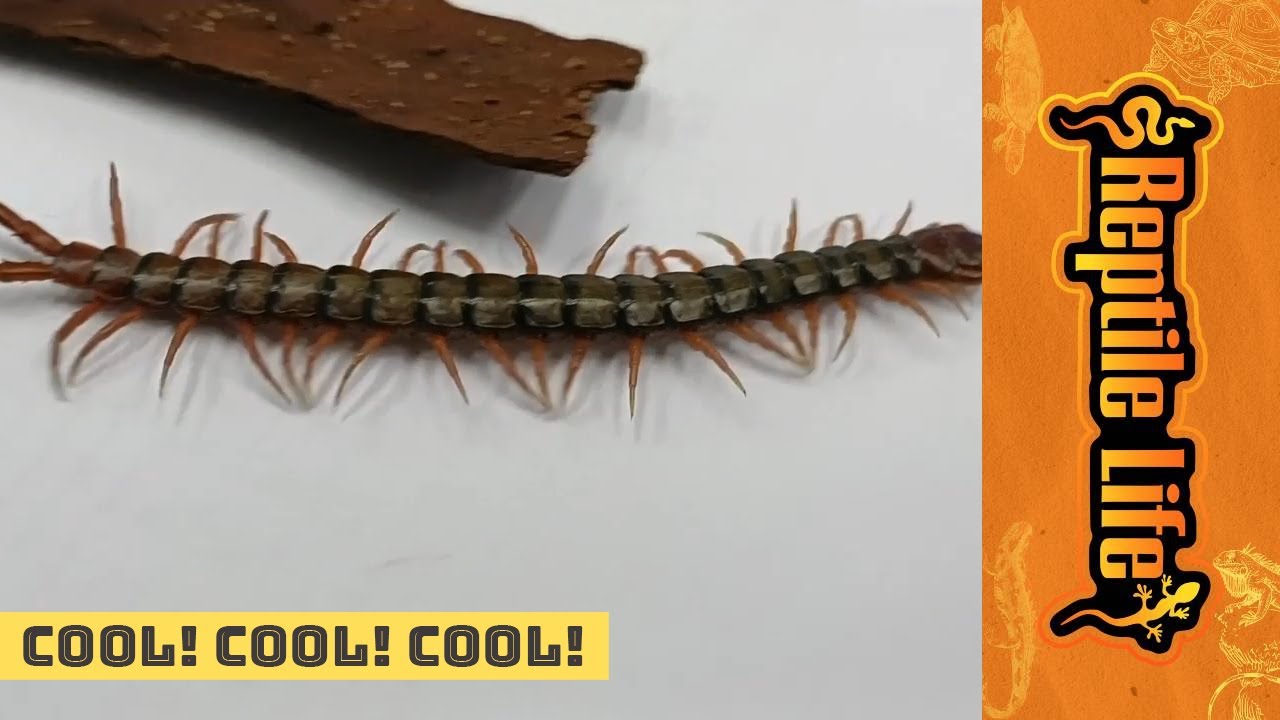 Centipedes Available At Our Ferntree Gully Store Reptile Life YouTube