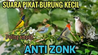 Suara pikat semua burung kecil ampuh - paling cepat dapat banyak 