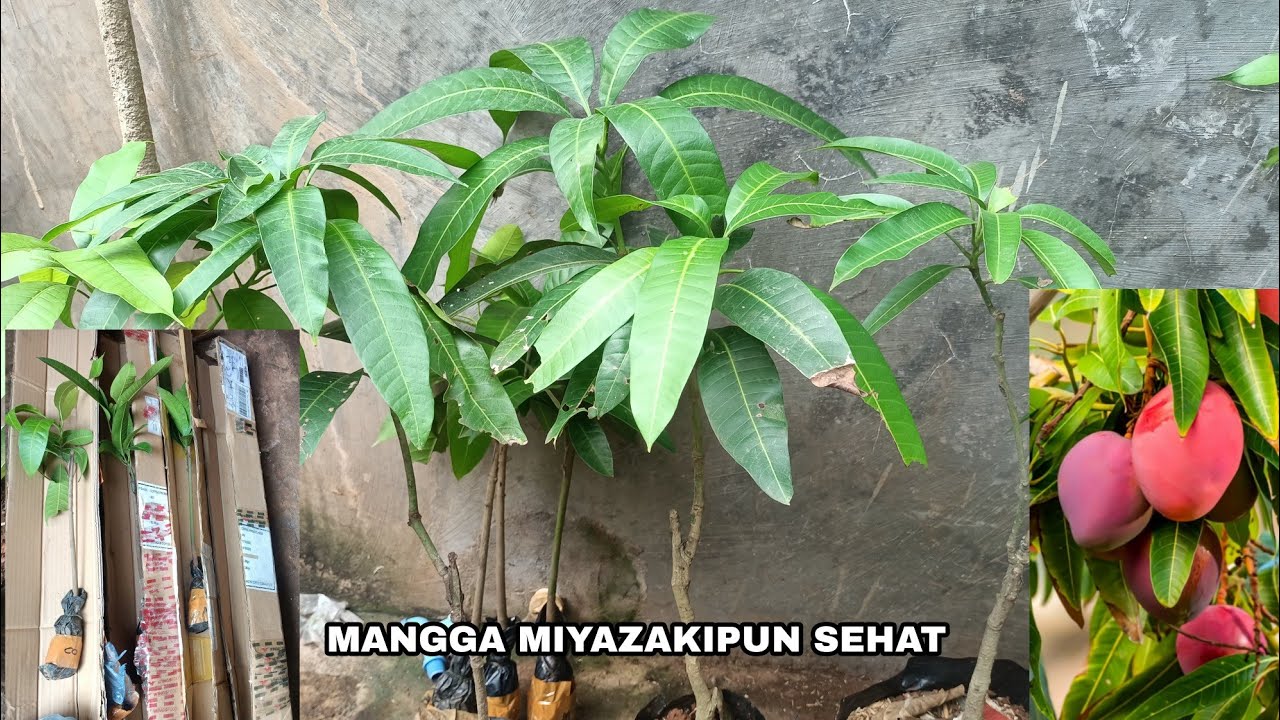 CARA MERAWAT POHON MANGGA YANG DI BELI SECARA ONLINE