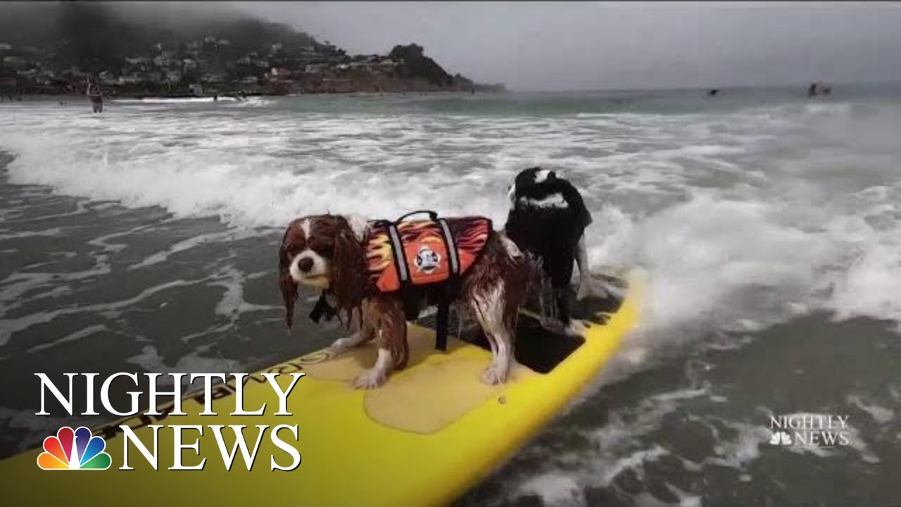 Meet The Dogs Competing To Be Champion Surfers | NBC Nightly News