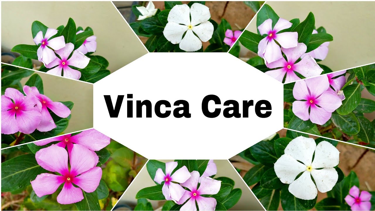 Vinca Plant Care Tips Sadabahar Care Periwinkle Care Gardening Is