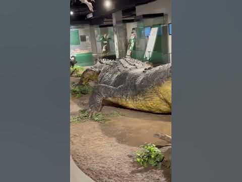 “Lolong”, the world’s largest saltwater crocodile (taxidermy) | Travel