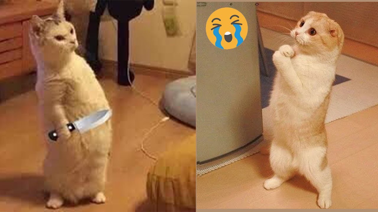 Cute Animals And Funny Videos About Dogs And Cats Pet Friends cute-animals-and-funny-videos-about-dogs-and-cats-pet-friends