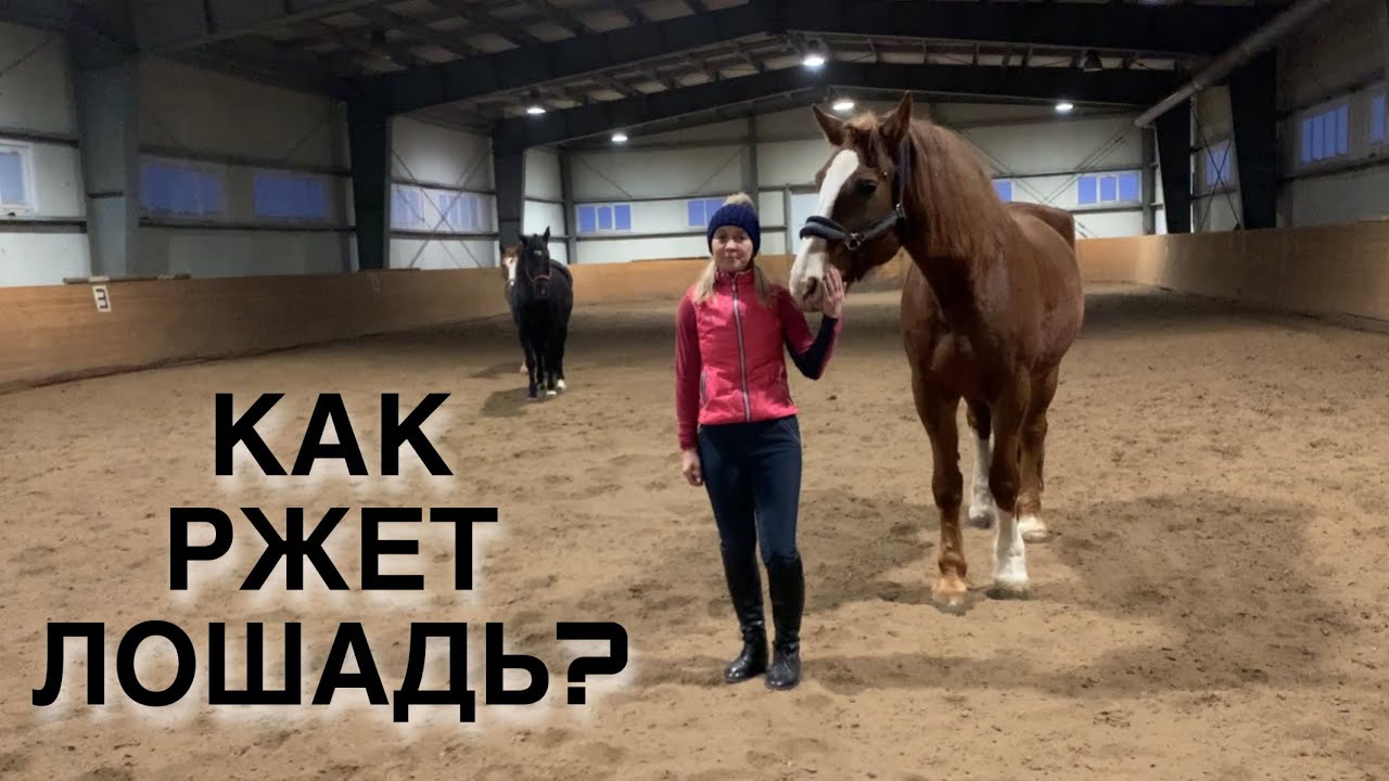 Презентация на тему герои земли русской. Сивая лошадь. Отрывок из повести. Кони ржут на москве звенит. Лошади великие луки.