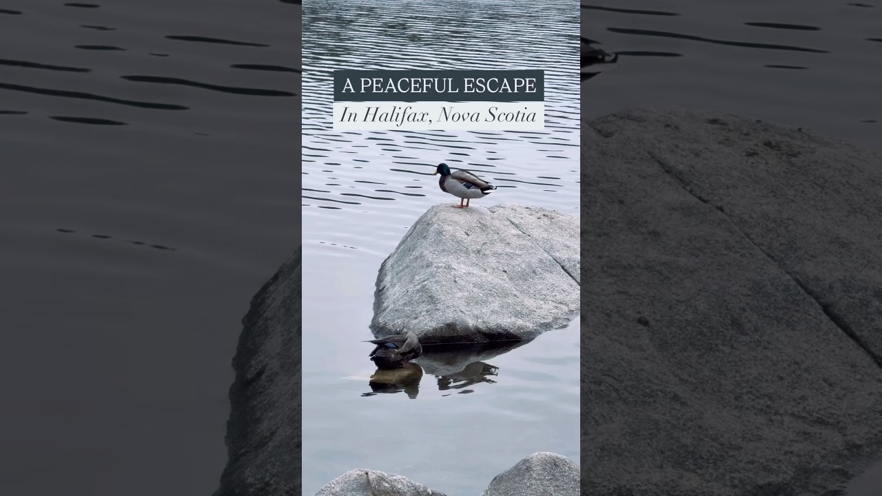 Hidden Nature Trail Just 15 Minutes from Downtown Halifax | Frog Pond Park