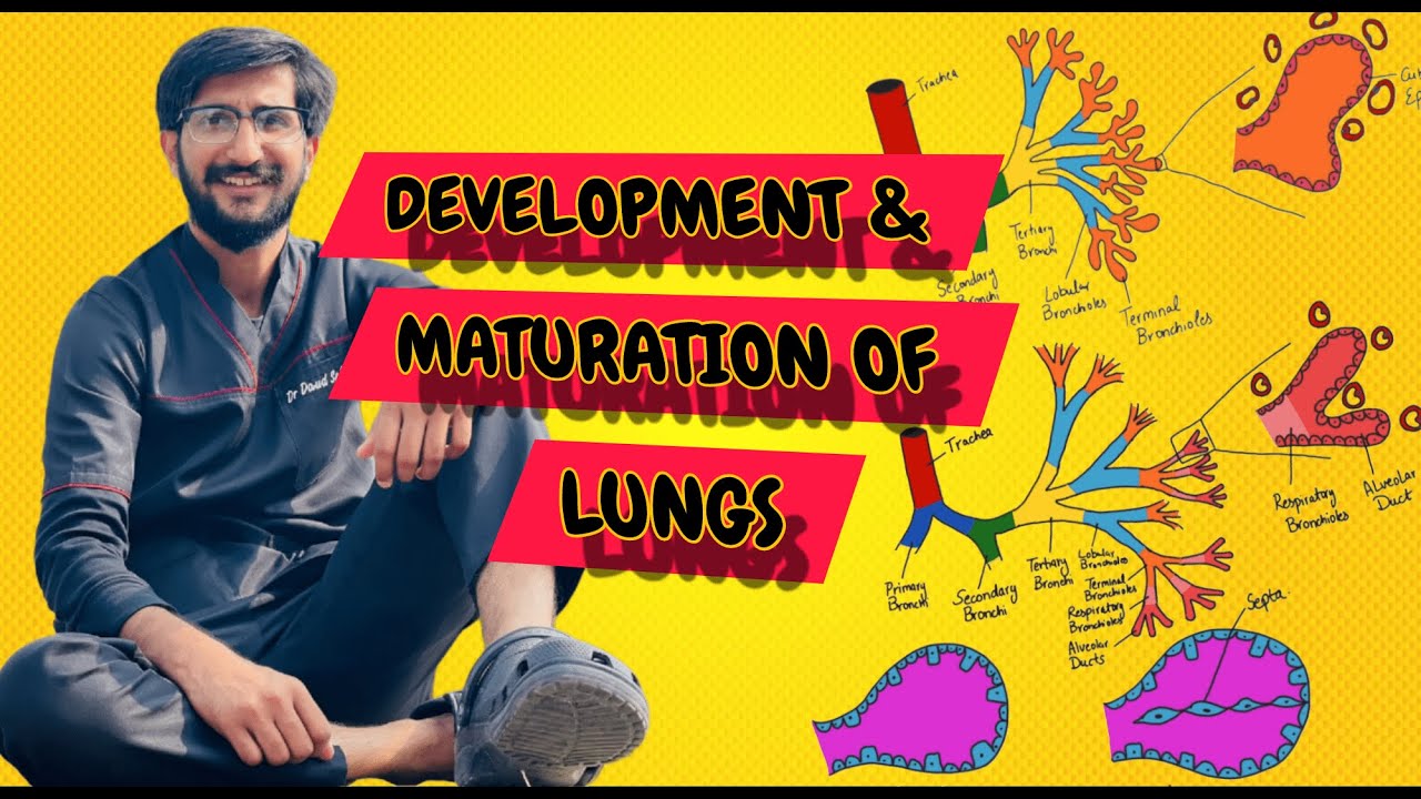 Development & Maturation of Lungs | Embryology | Respiratory System | Hindi | Urdu | English