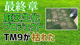【庭芝生化計画】「第四回 最終章 TM９芝が枯れた、目土編」