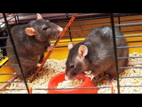 Rat Litter & Bedding | Pet Rats