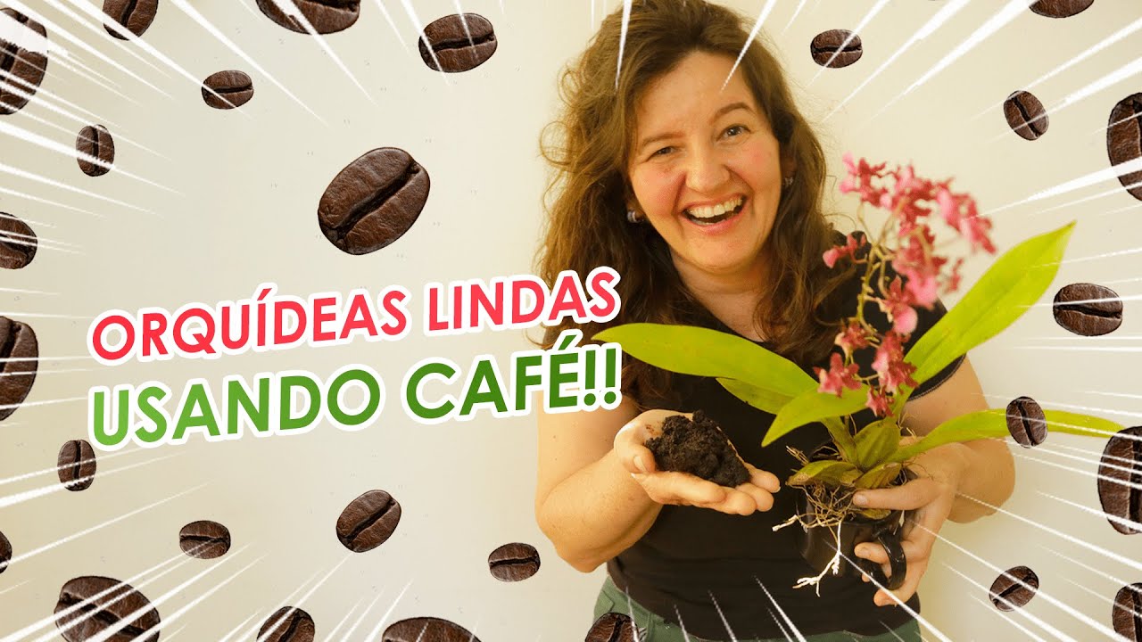 BORRA de CAFÉ é o segredo para ORQUÍDEAS LINDAS - thptnganamst.edu.vn