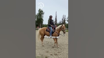 Working With Rescue Horse And Owner! Part 7! | The Horse Guru - Michael Gascon