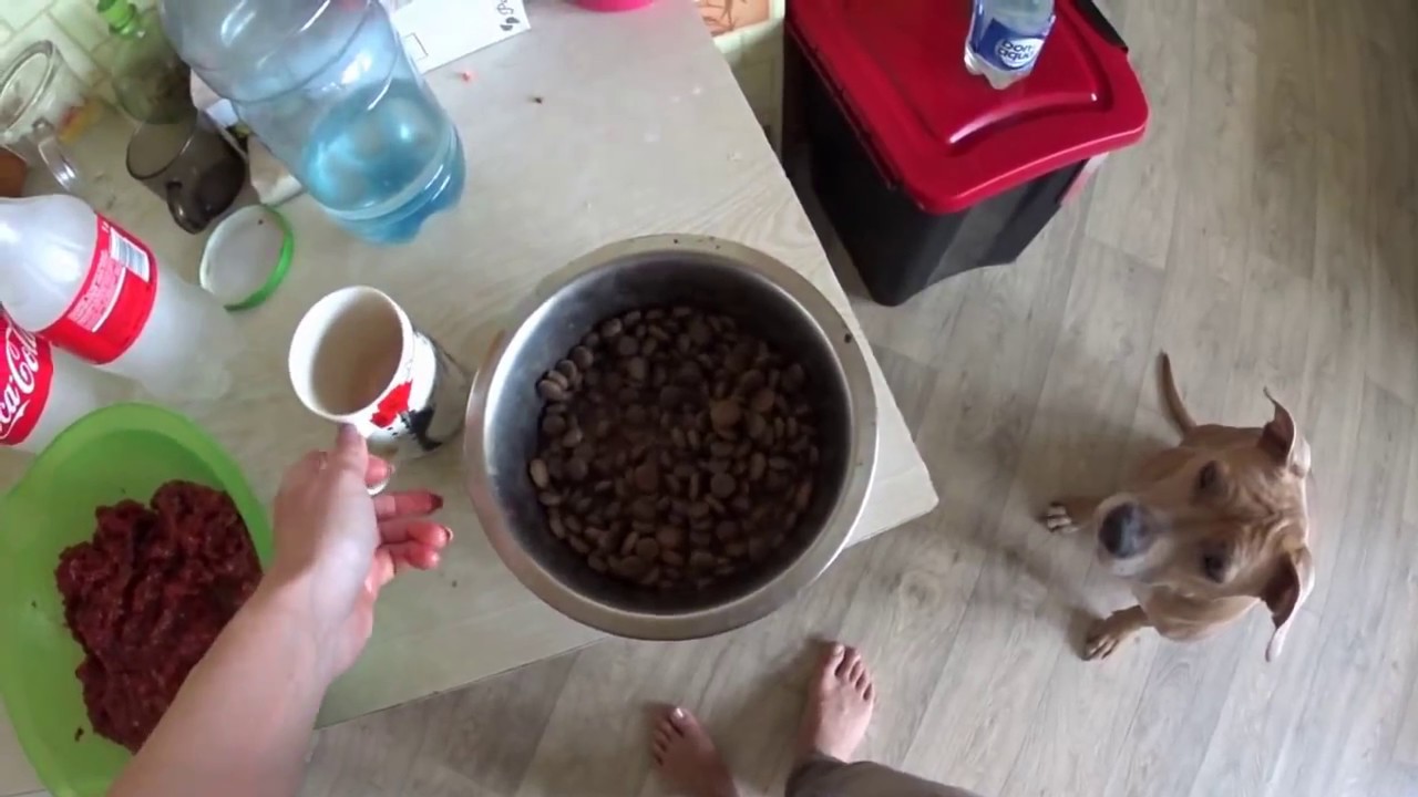 Перешли на сухой корм/ Корм Chicopee/Почему перешли?/