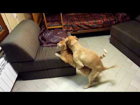 Perro Sexo Con Gato