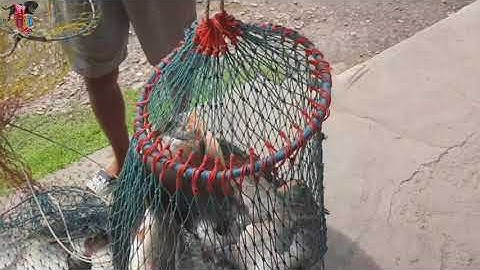 Câu Cá Chim Vào Buổi Sáng Chủ Nhật Mới 5 Phút Lên Hơn 10 Con | Mồi Câu Cá Chim Siêu Bão