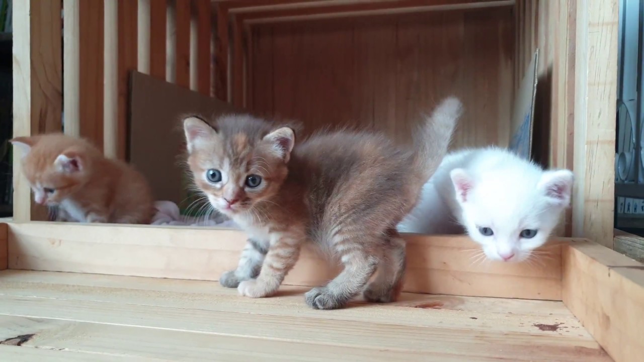 แมว ตัว เล็ก ๆ  New Update  เปิดบ้านลูกแมวอายุเกือบ 1 เดือน