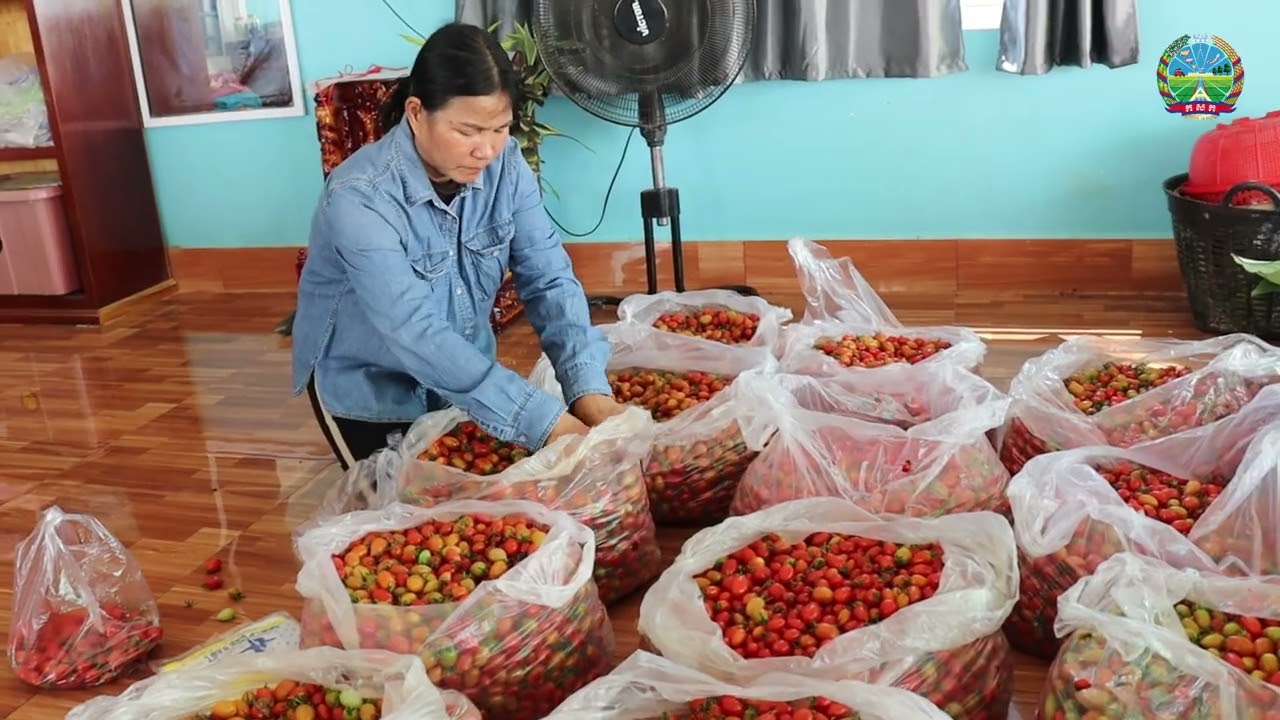 ដំណាំប៉េងបោះឆឺរី