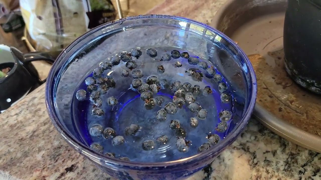 Cold Hardy Windmill Palm Tree Propagation from Seeds Experiment