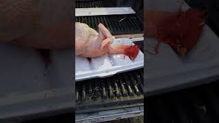 Plucked Broiler Roosterchicken